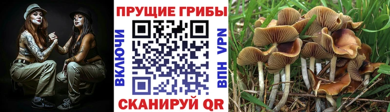 Псилоцибиновые грибы Magic Shrooms  Георгиевск 