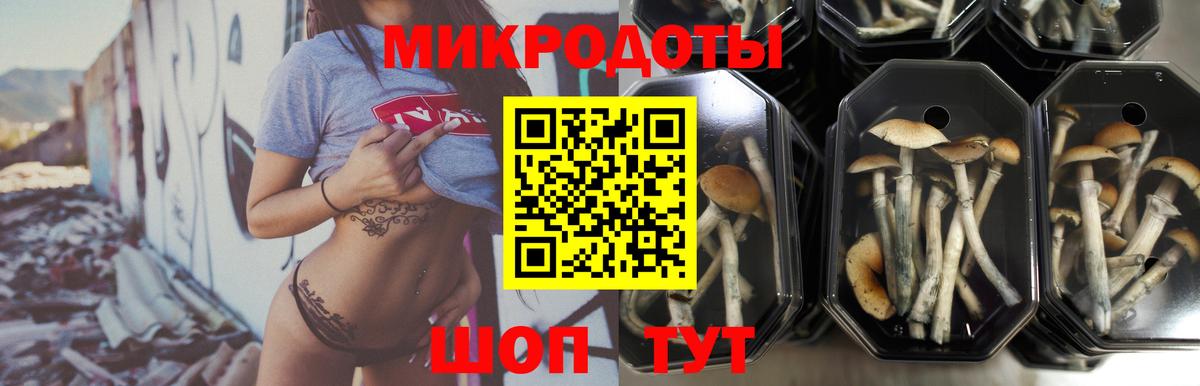 Псилоцибиновые грибы Cubensis Георгиевск